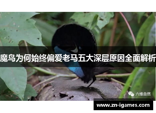 魔鸟为何始终偏爱老马五大深层原因全面解析